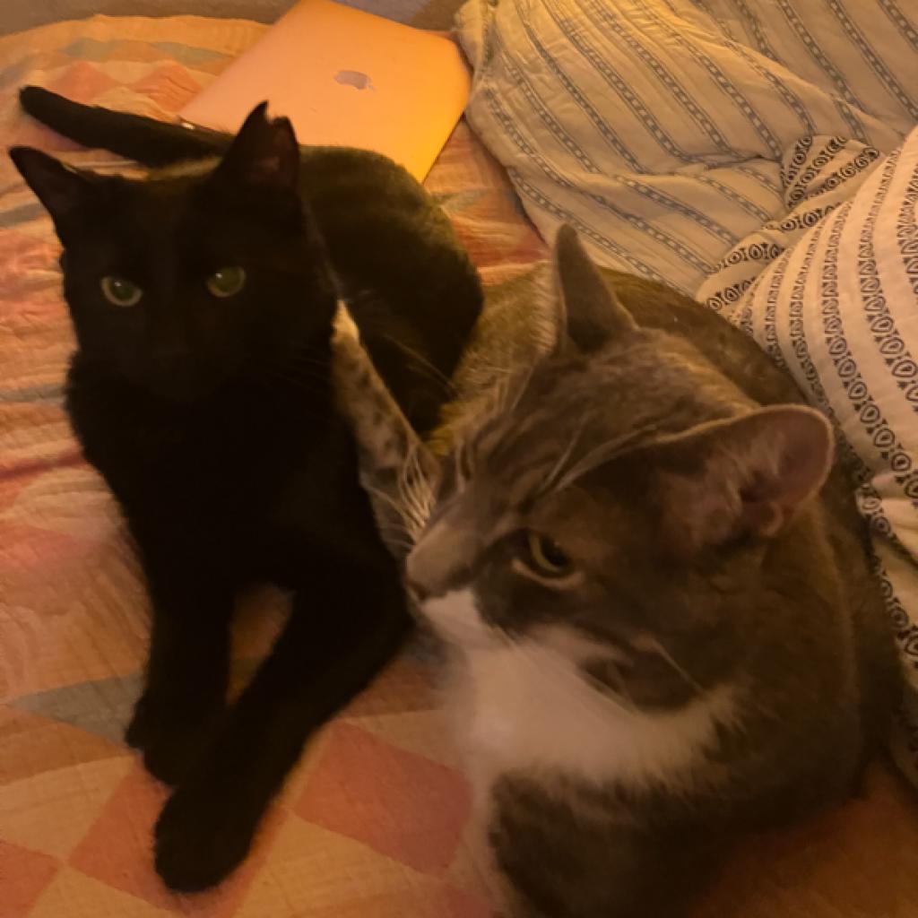 Phantom, Adoptable, Adult Female Domestic Short Hair.