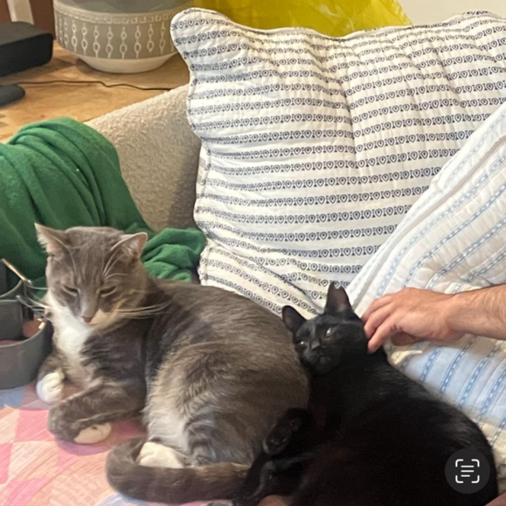 Enlarge Phantom, a Adoptable Domestic Short Hair in Oceanside, NY image 2/6