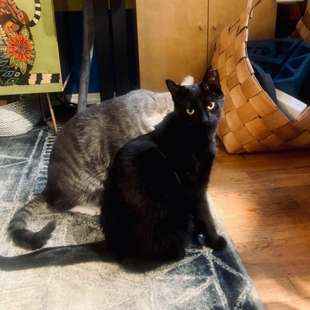 Enlarge Phantom, a Adoptable Domestic Short Hair in Oceanside, NY image 3/6