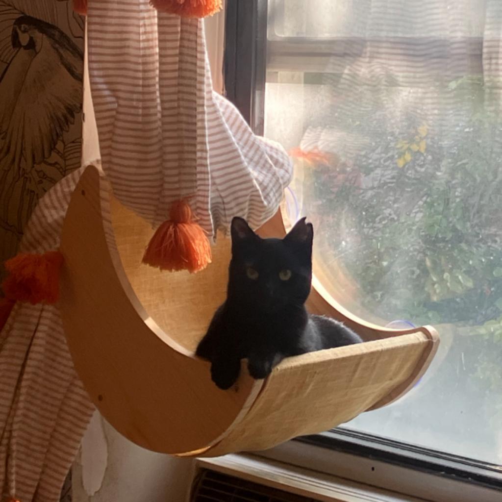 Enlarge Phantom, a Adoptable Domestic Short Hair in Oceanside, NY image 6/6