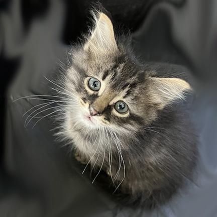 Enlarge Milo, a Adopted mixed breed in Manheim, PA image 4/6