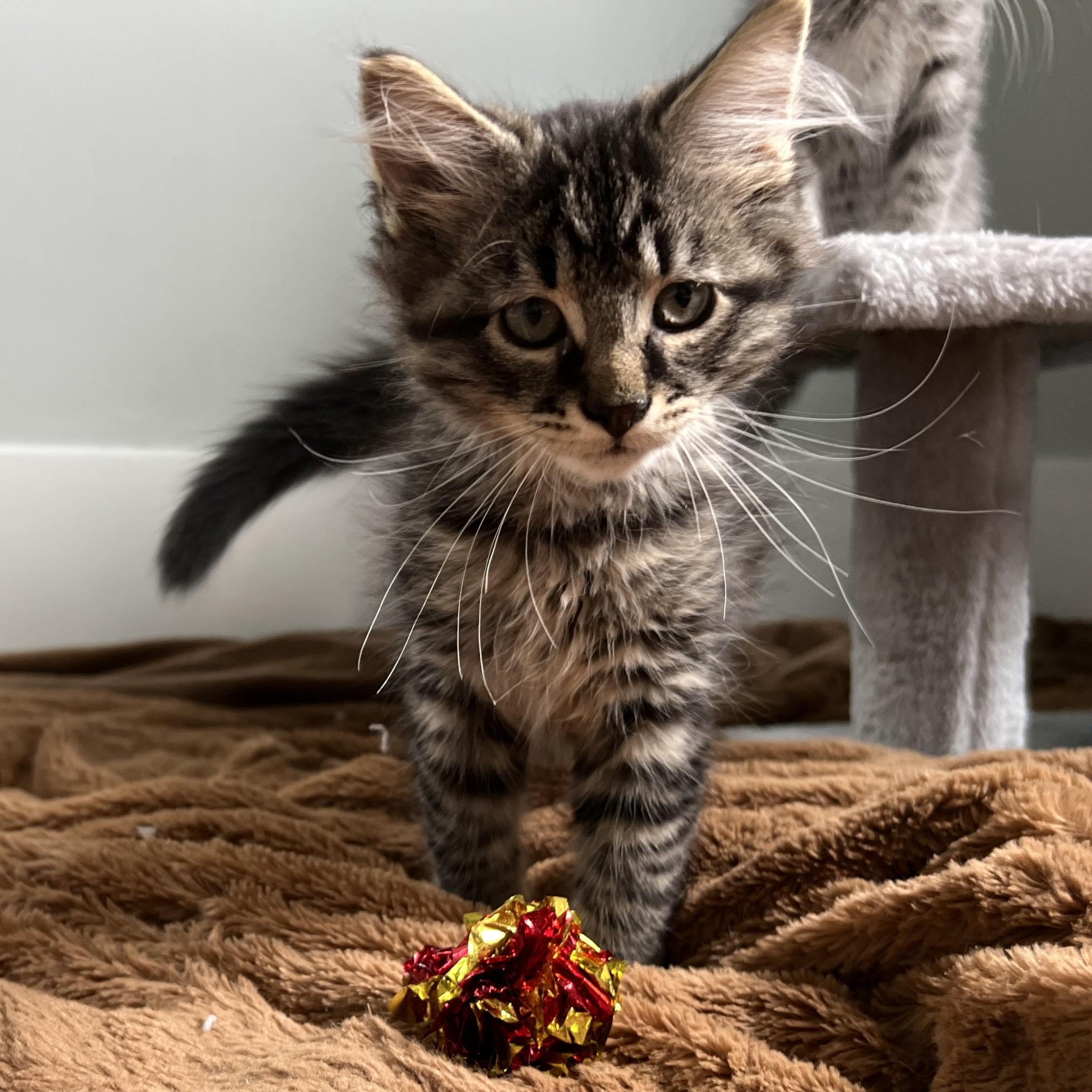 Enlarge Milo, a Adopted mixed breed in Manheim, PA image 3/6