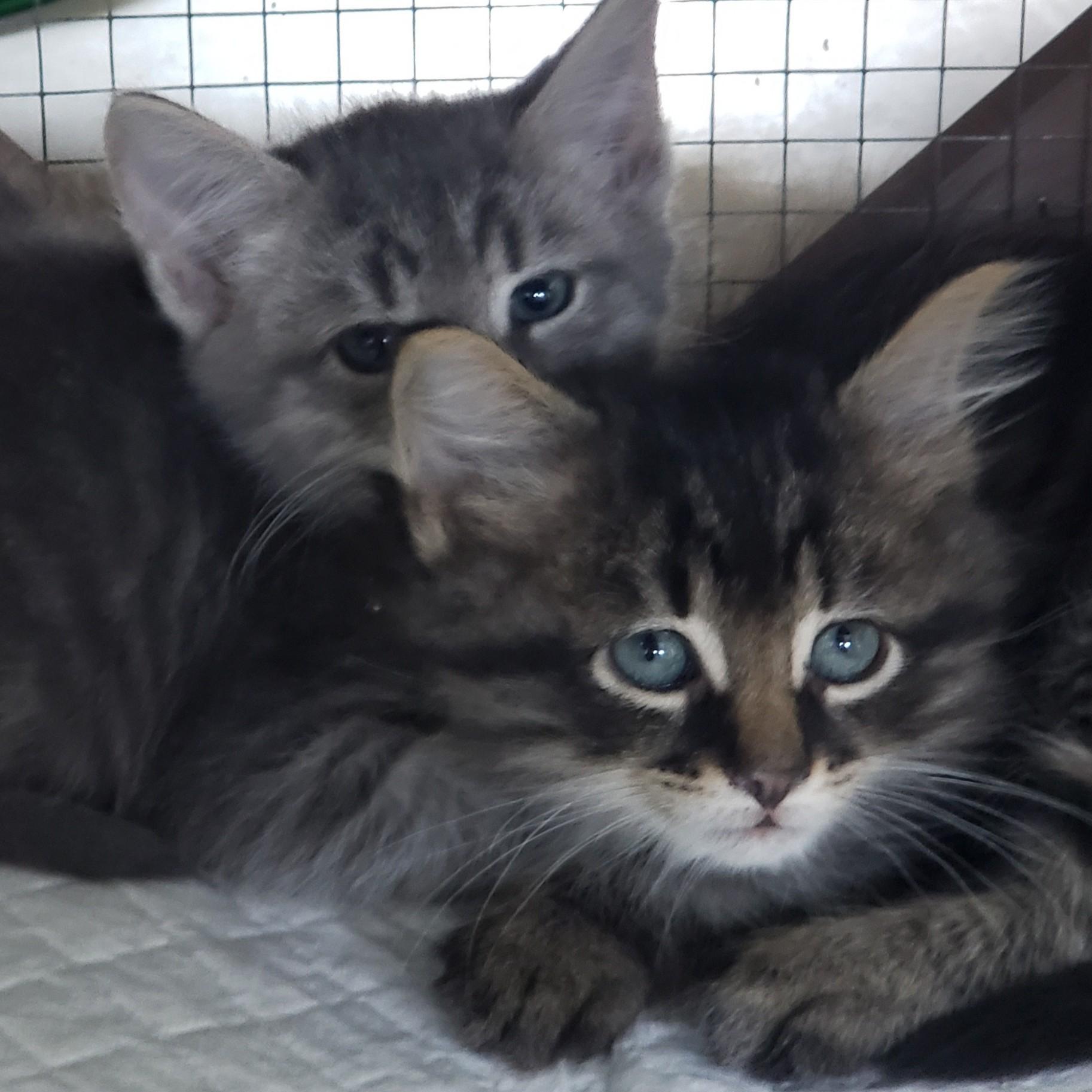 Enlarge Milo, a Adopted mixed breed in Manheim, PA image 6/6