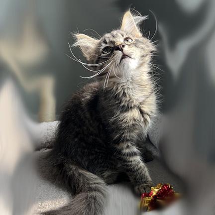 Milo, Adopted, Kitten Male Domestic Long Hair & Tabby.