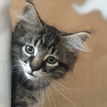 Enlarge Milo, a Adopted mixed breed in Manheim, PA image 2/6