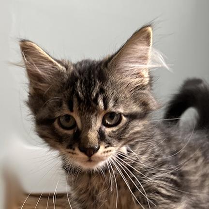 Enlarge Milo, a Adopted mixed breed in Manheim, PA image 5/6