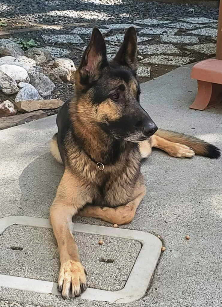 Titan, an adoptable German Shepherd Dog in Pleasant Grove, CA, 95668 | Photo Image 3