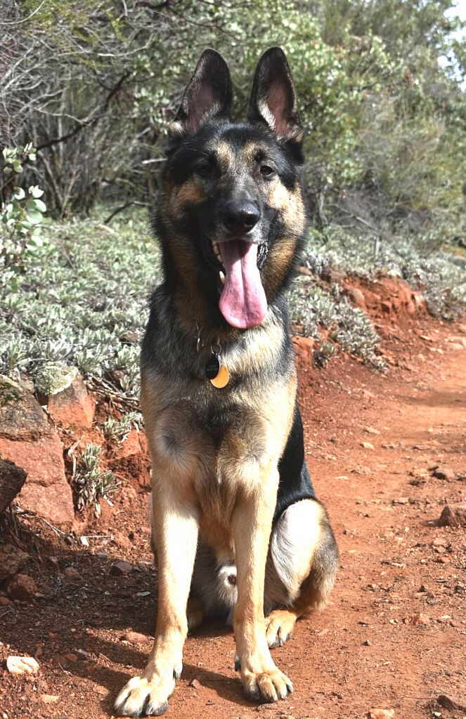 Titan, a Adoptable German Shepherd Dog in Pleasant Grove, CA image 2/3