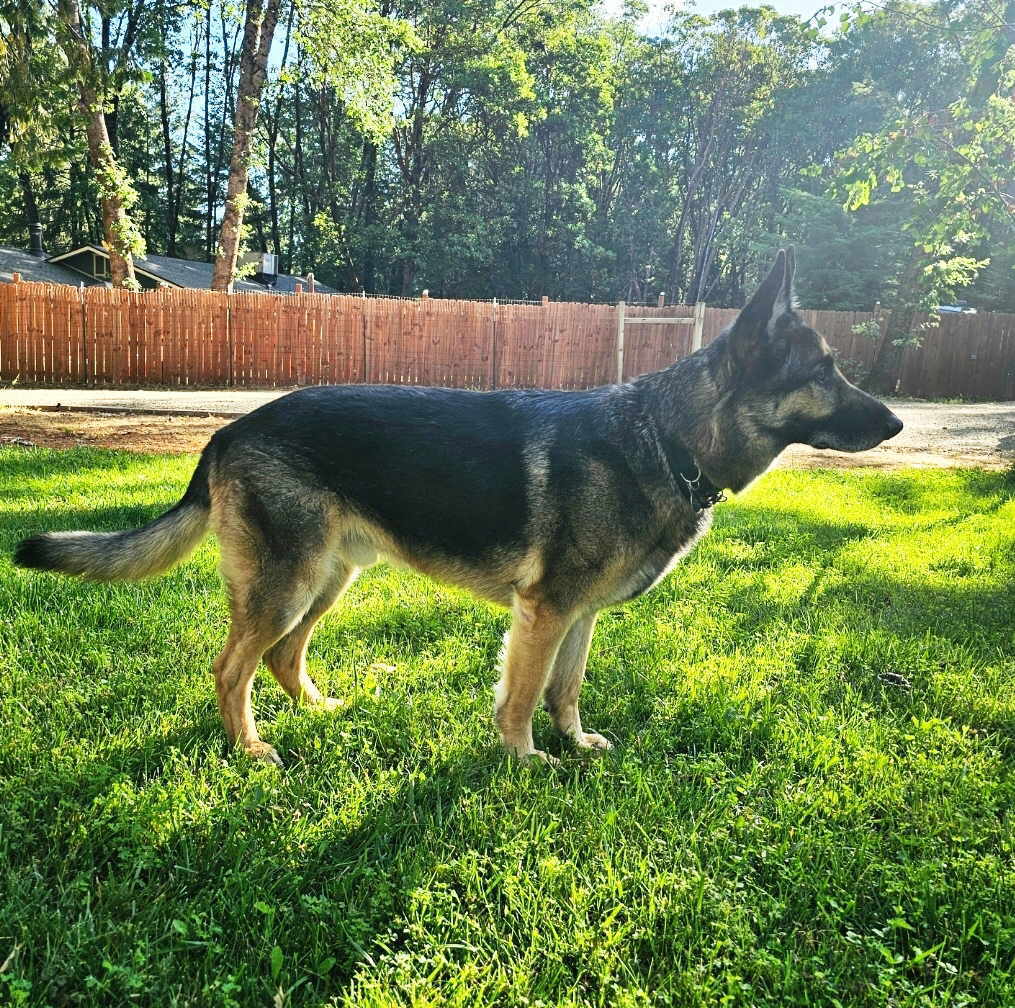 Titan, an adoptable German Shepherd Dog in Pleasant Grove, CA, 95668 | Photo Image 2
