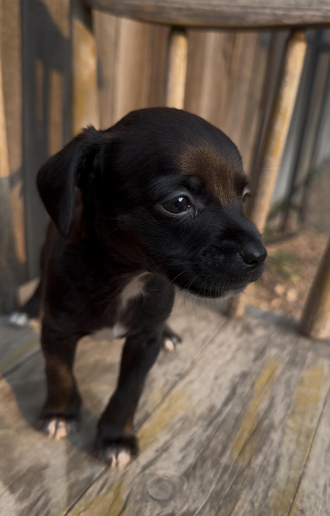 Bulova, Adoptable, Puppy Male Chihuahua.