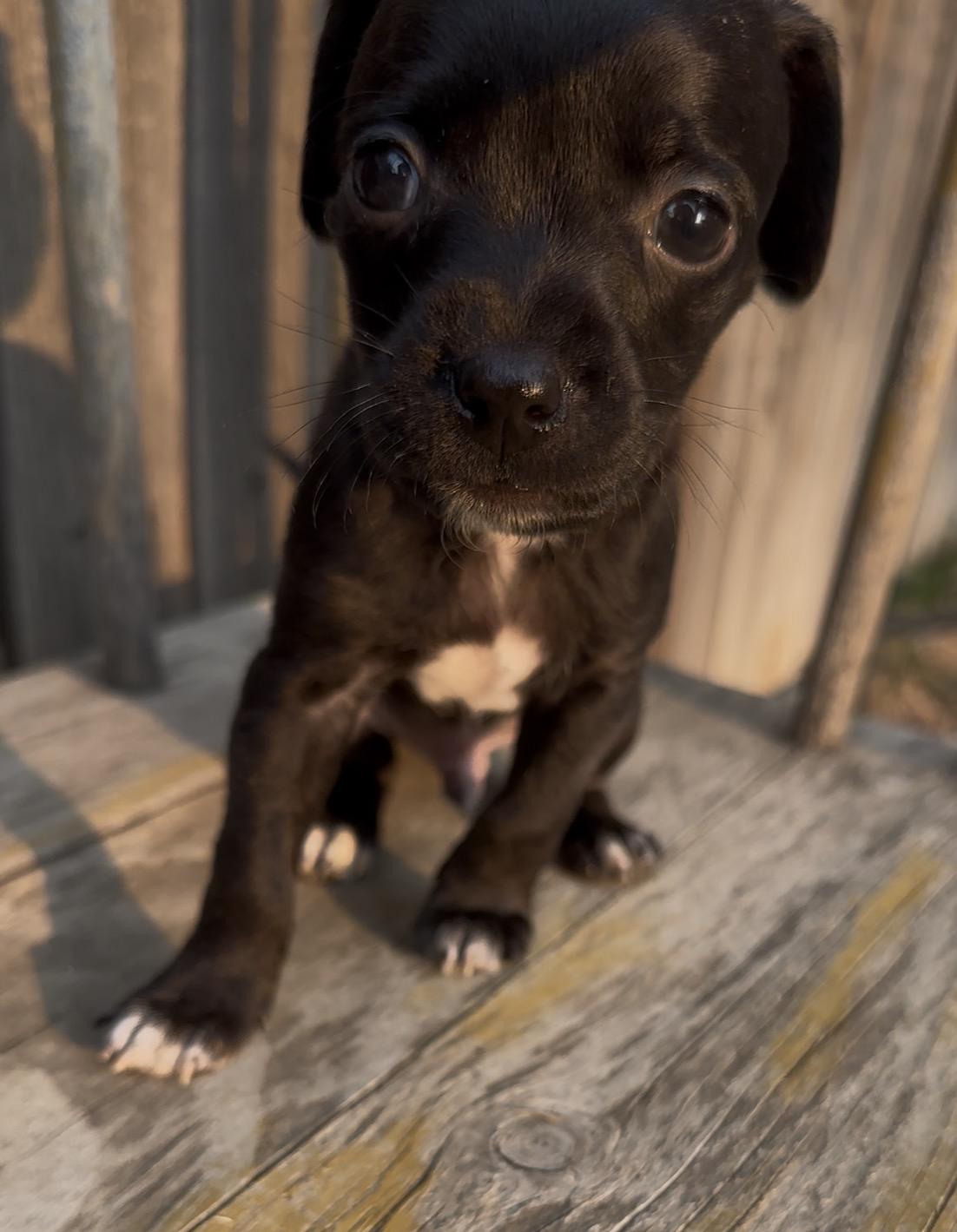 Bulova, a Adoptable Chihuahua in Windsor, CO image 2/6