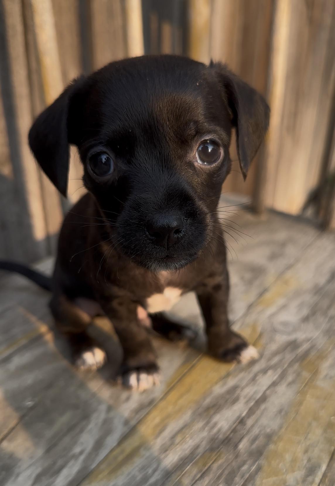 Bulova, a Adoptable Chihuahua in Windsor, CO image 3/6