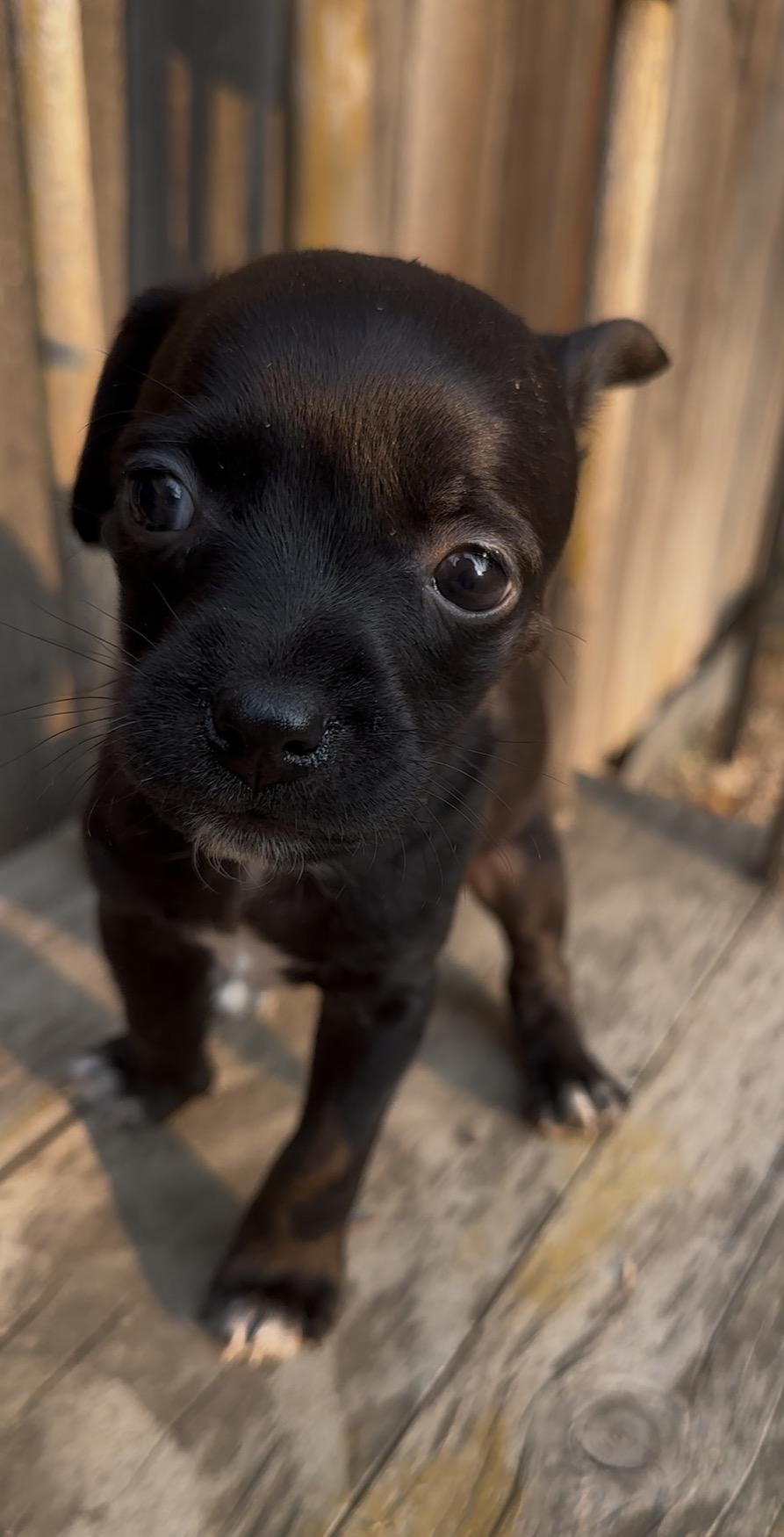 Bulova, a Adoptable Chihuahua in Windsor, CO image 4/6