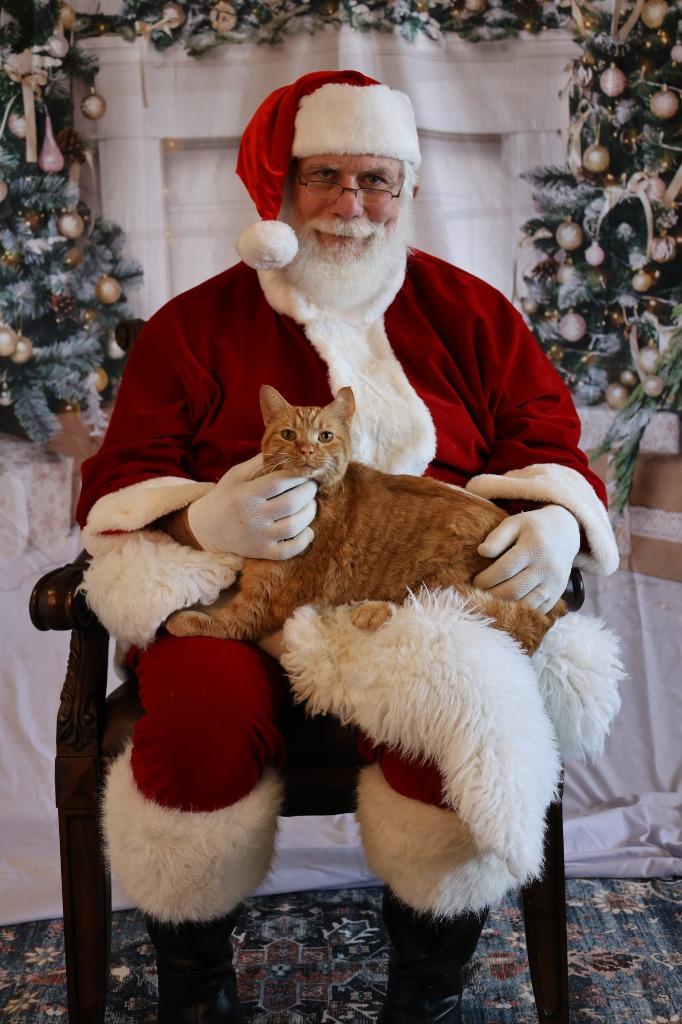 Enlarge PUMPKIN PIE, a Adoptable mixed breed in Athens, AL image 1/6