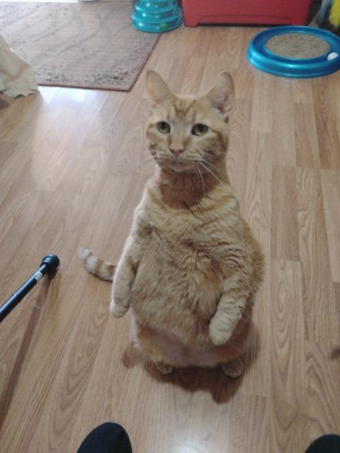 Enlarge PUMPKIN PIE, a Adoptable mixed breed in Athens, AL image 2/6