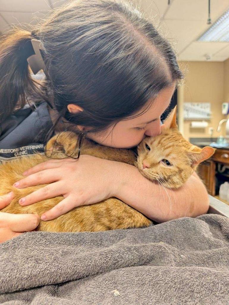 Enlarge PUMPKIN PIE, a Adoptable mixed breed in Athens, AL image 3/6