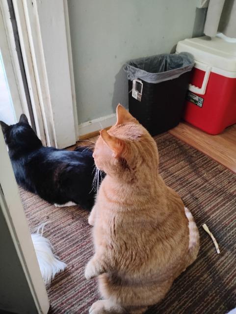 Enlarge PUMPKIN PIE, a Adoptable mixed breed in Athens, AL image 4/6