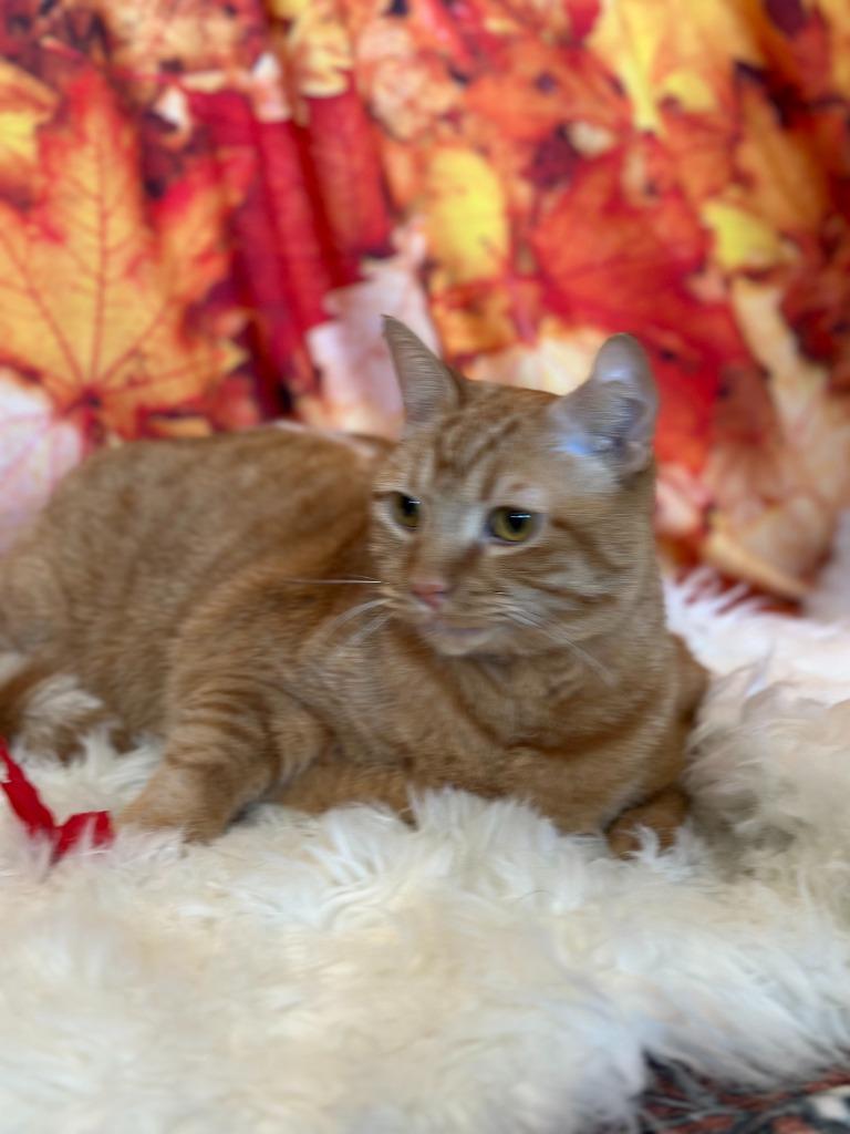 Enlarge PUMPKIN PIE, a Adoptable mixed breed in Athens, AL image 5/6