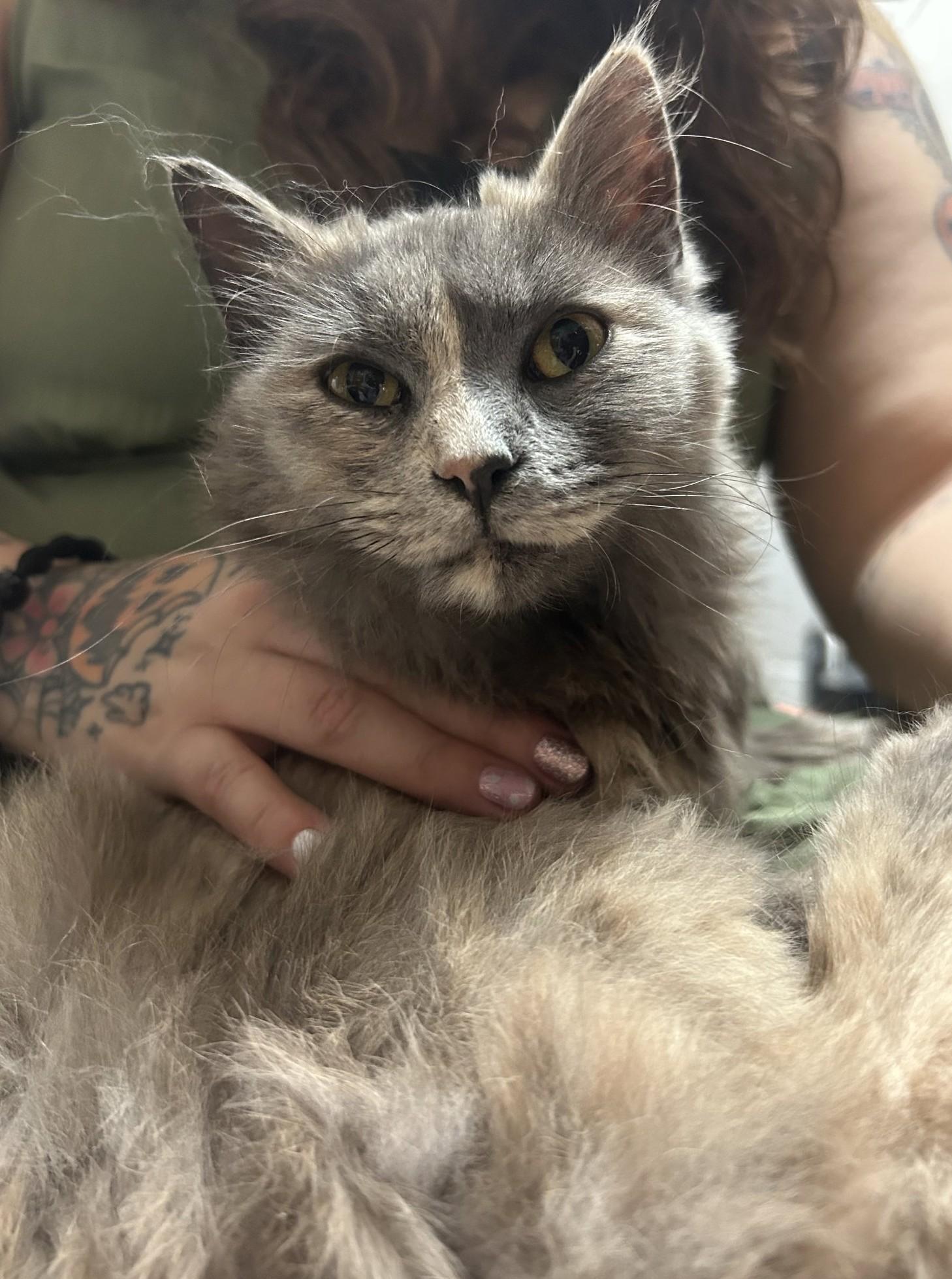 Enlarge Dove, a ADOPTABLE mixed breed in Columbia, SC image 2/2