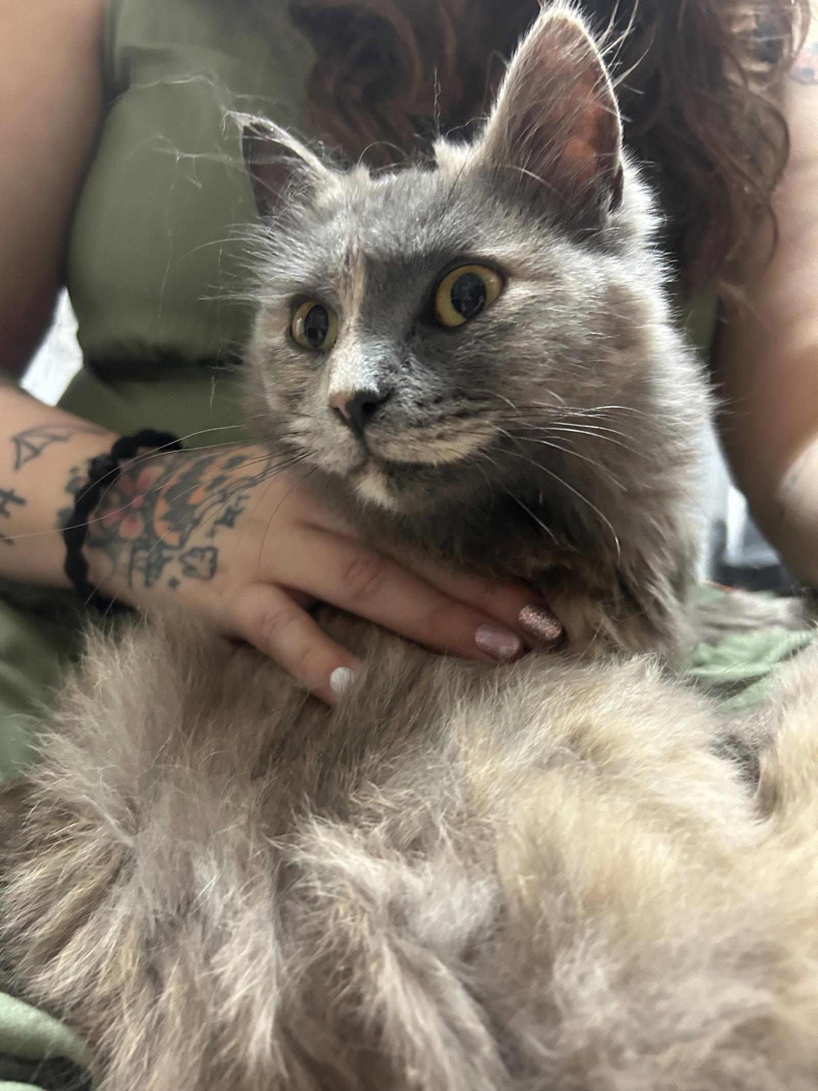 Dove, adopted, Young Female Domestic Medium Hair & Dilute Tortoiseshell.