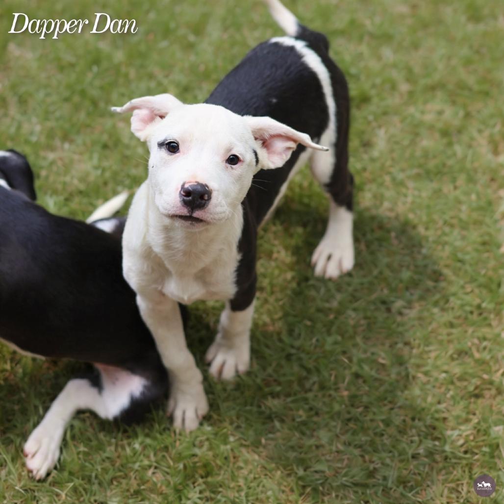 Dapper Dan, Adoptable, Puppy Male Mixed Breed.