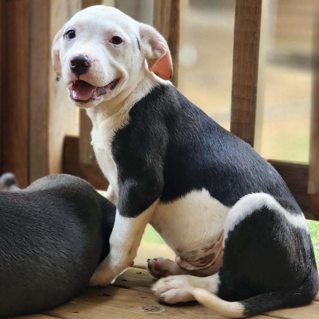 Dapper Dan, a Adoptable Mixed Breed in Hopkinton, MA image 2/3