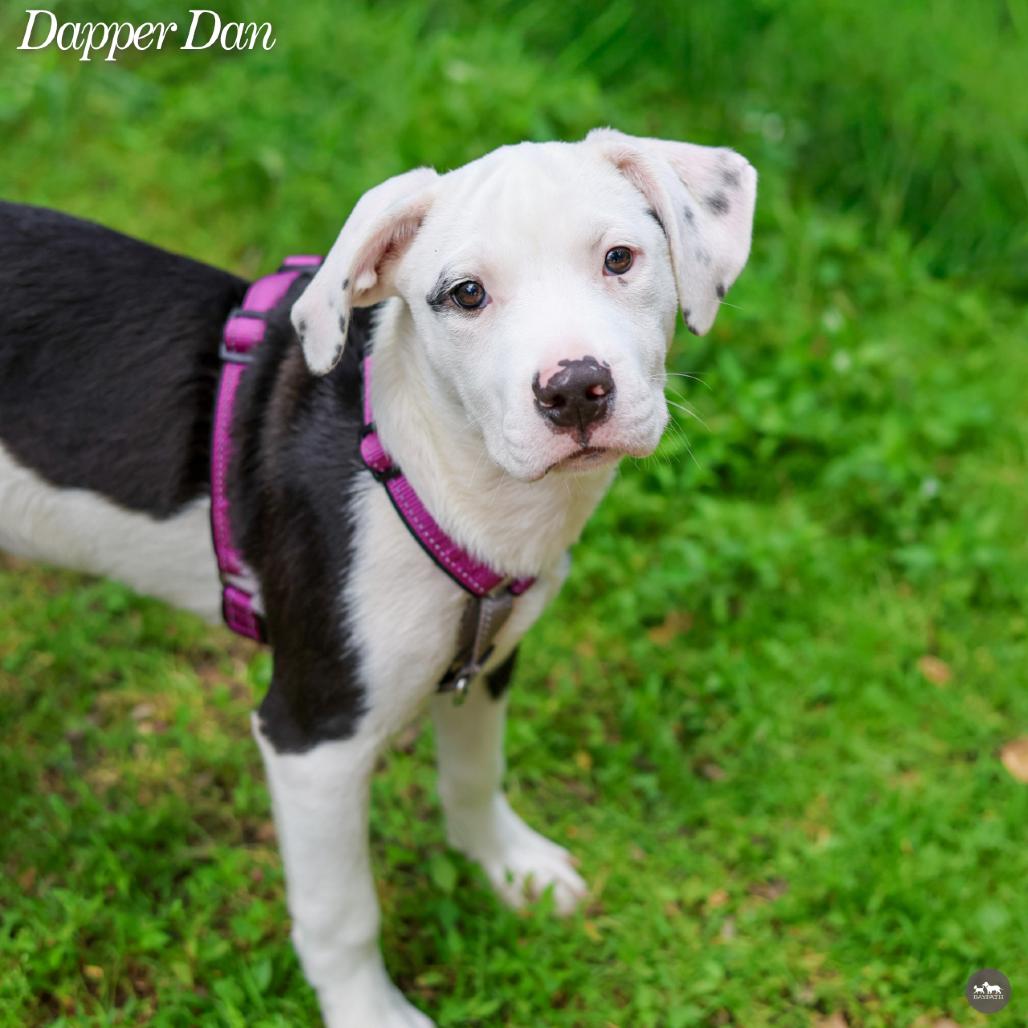 Dapper Dan, a Adoptable Mixed Breed in Hopkinton, MA image 3/3
