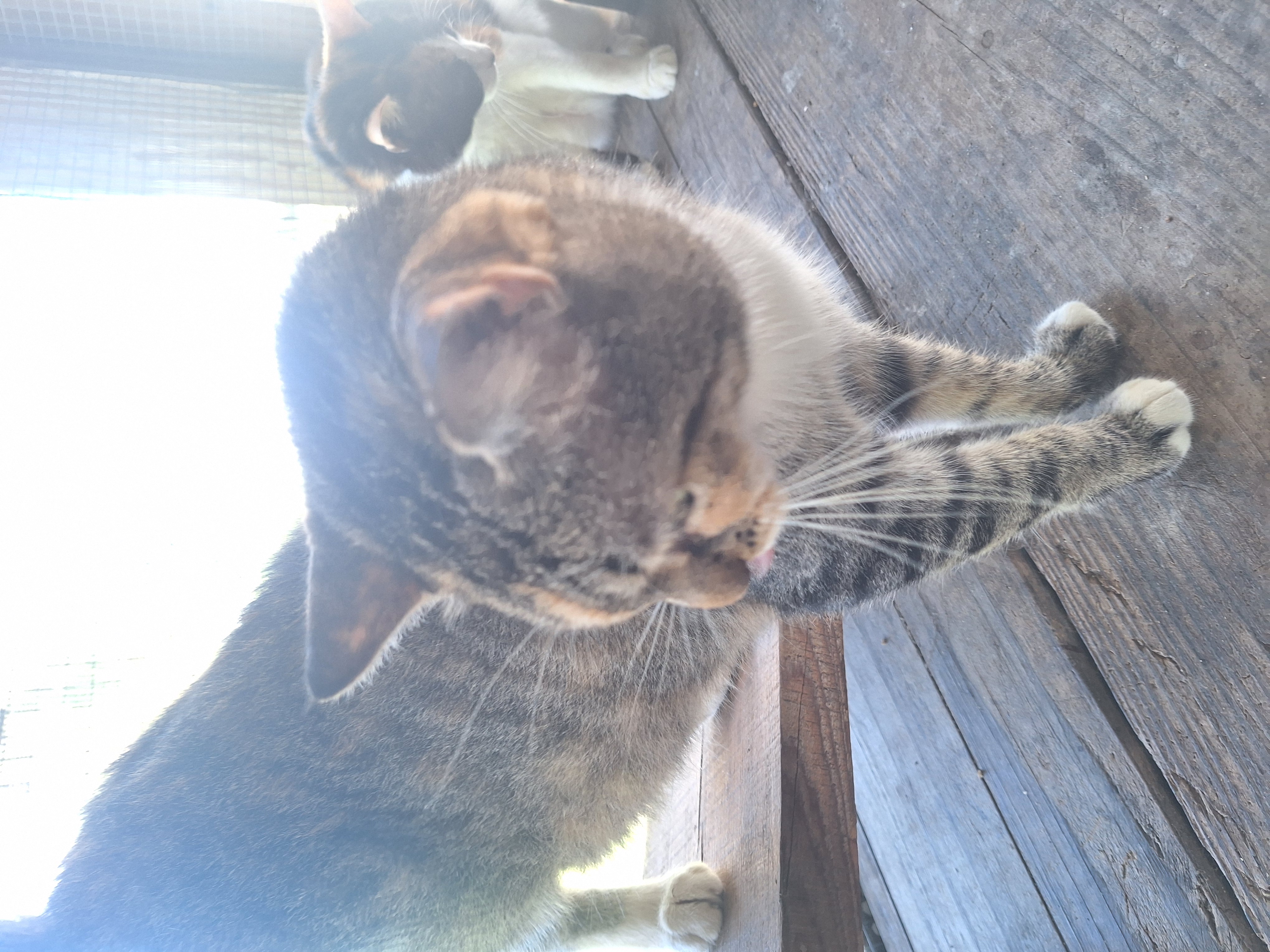 Enlarge Fruit Salid, a Adoptable Calico in Polk city, FL image 1/4