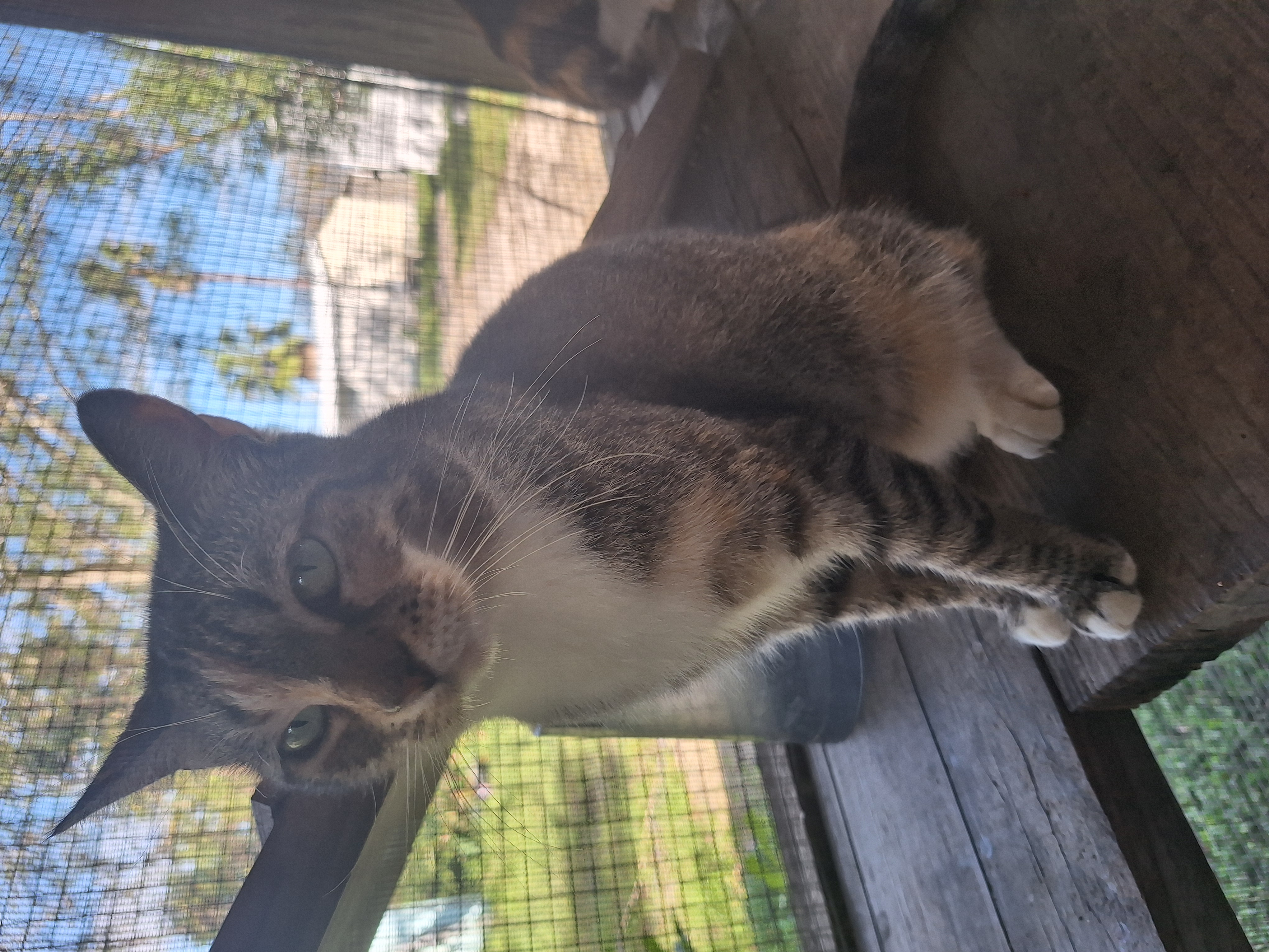 Enlarge Fruit Salid, a Adoptable Calico in Polk city, FL image 2/4