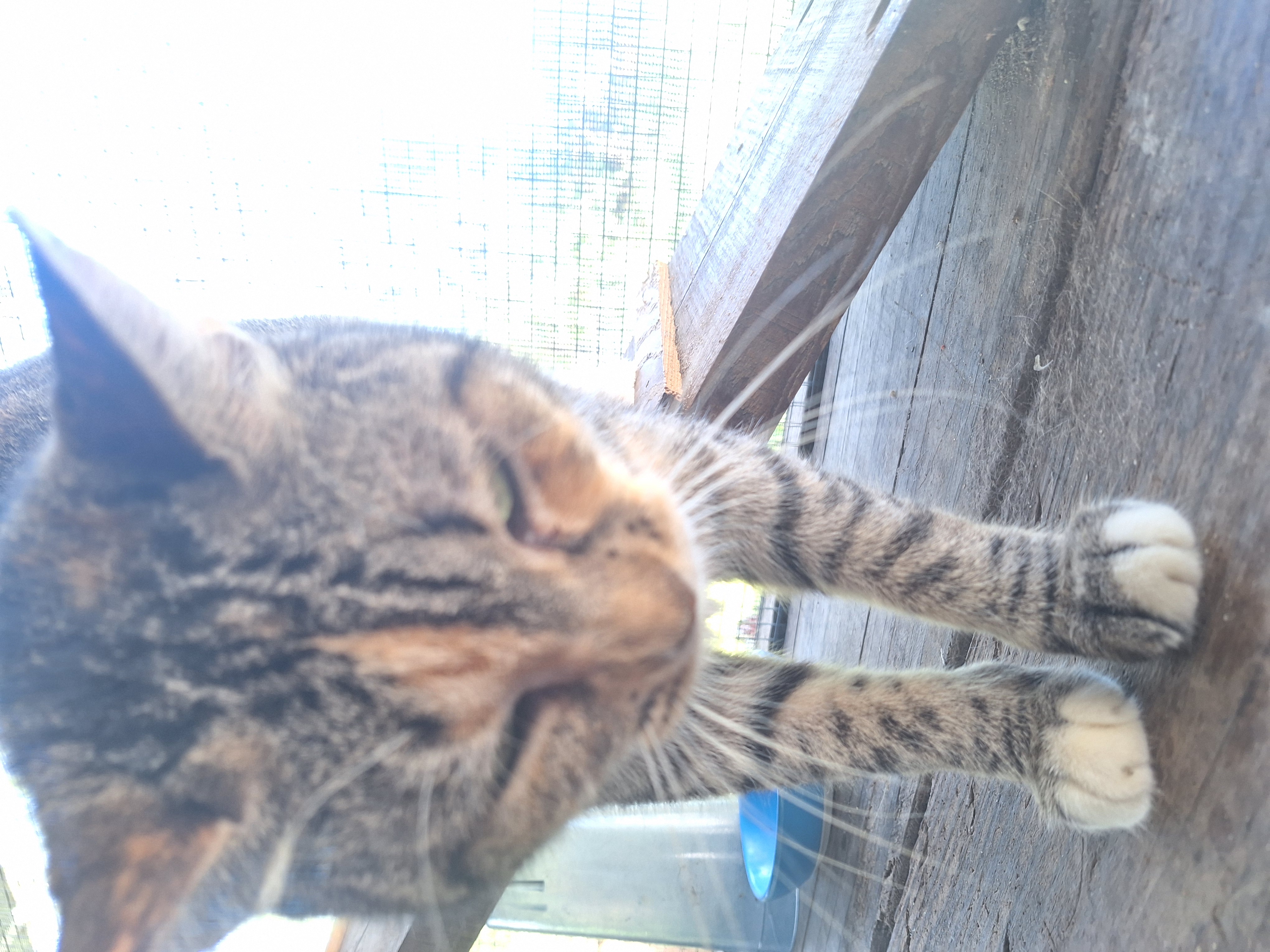 Enlarge Fruit Salid, a Adoptable Calico in Polk city, FL image 3/4