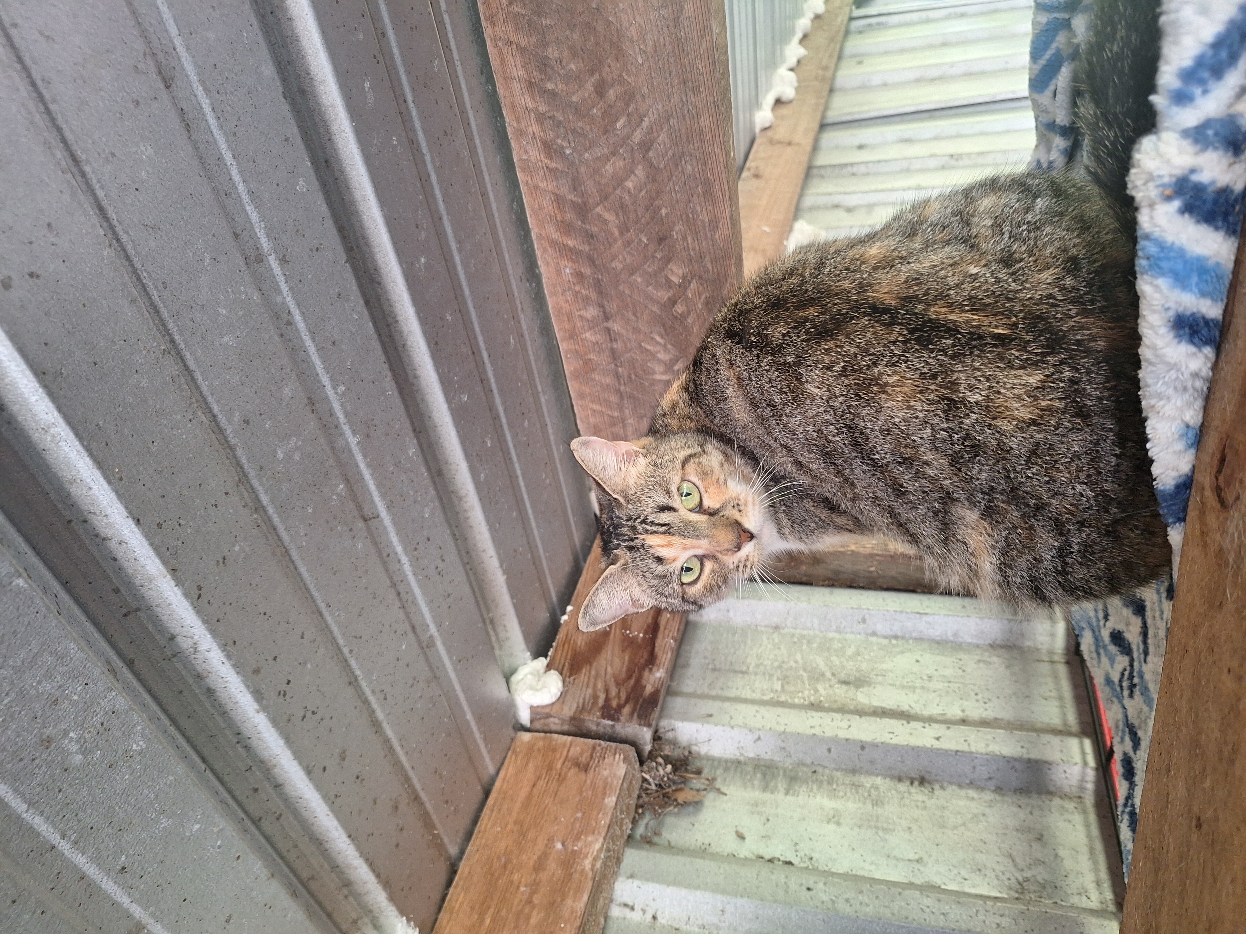 Enlarge Fruit Salid, a Adoptable Calico in Polk city, FL image 4/4