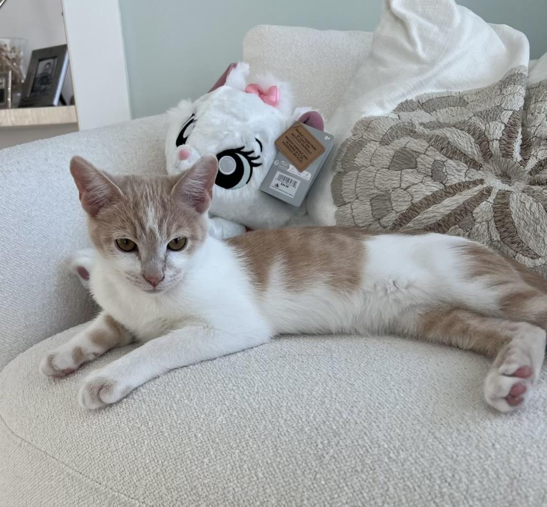 Enlarge Lucky Ducky, a Adoptable Domestic Short Hair in Greensboro, NC image 2/5