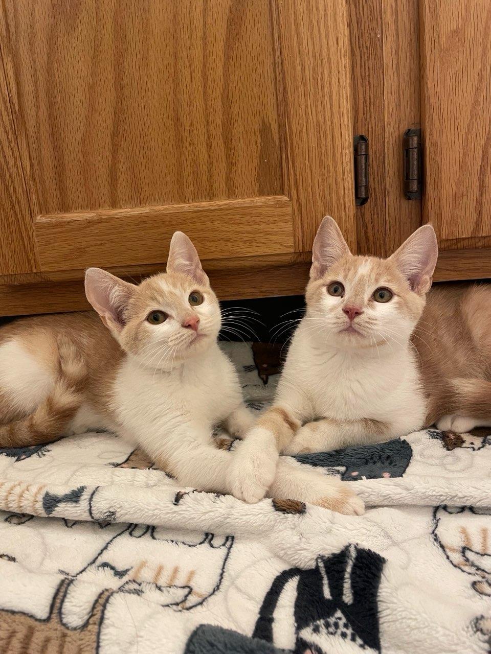 Enlarge Lucky Ducky, a Adoptable Domestic Short Hair in Greensboro, NC image 3/5