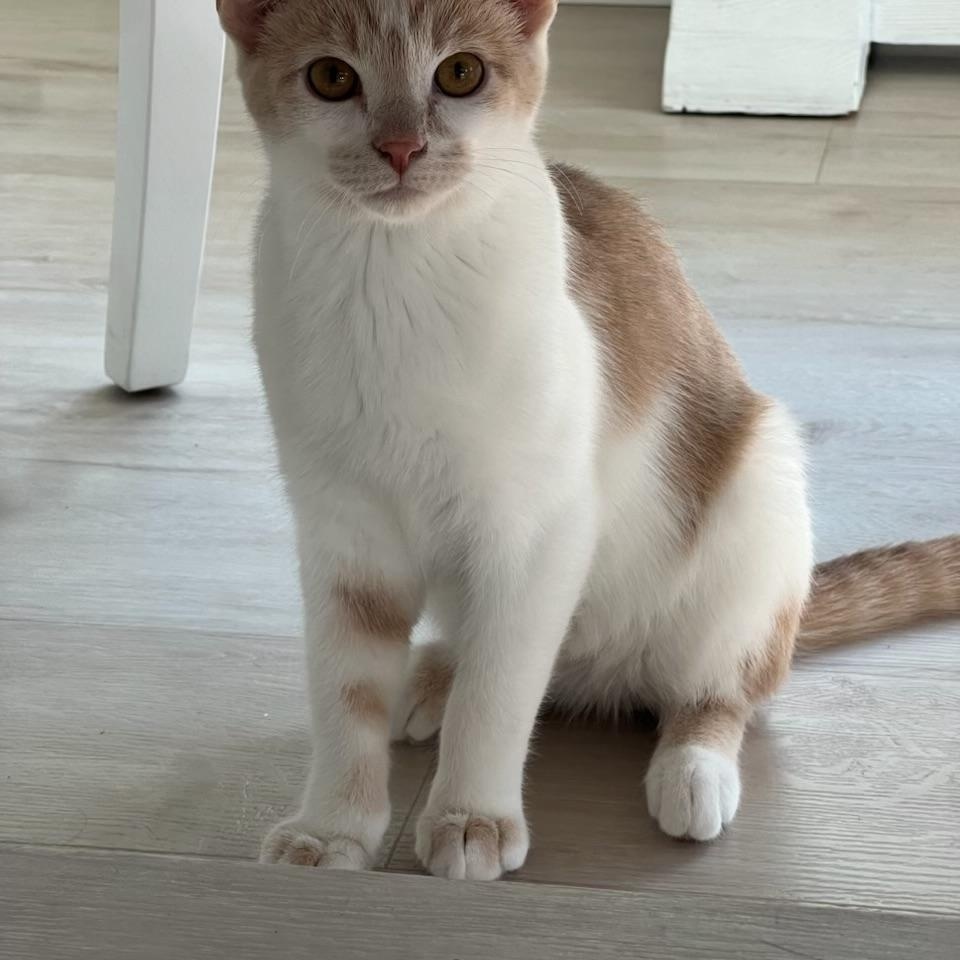 Enlarge Lucky Ducky, a Adoptable Domestic Short Hair in Greensboro, NC image 1/5