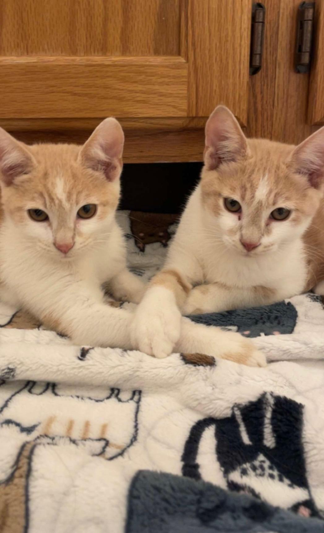 Enlarge Lucky Ducky, a Adoptable Domestic Short Hair in Greensboro, NC image 4/5