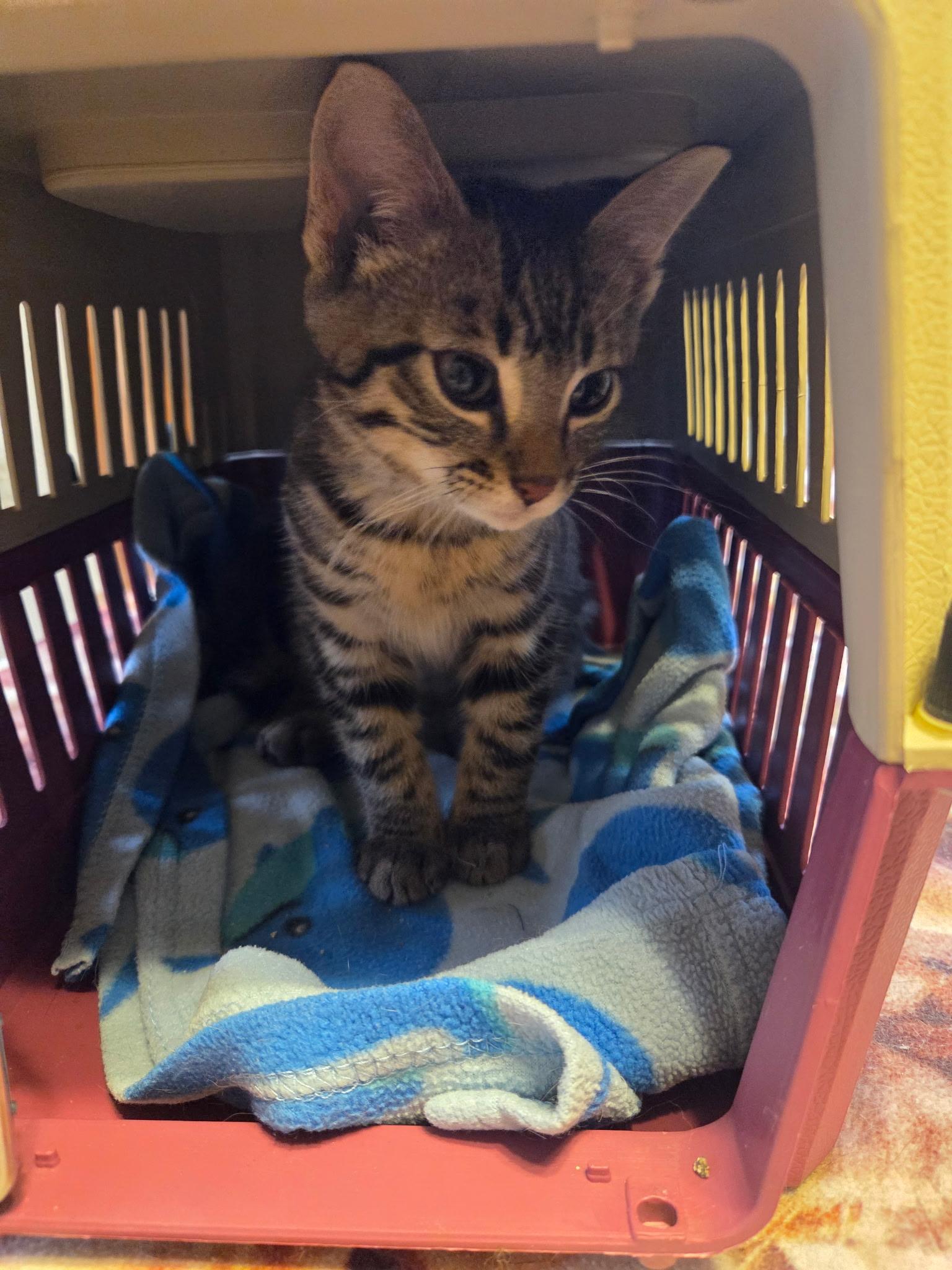 Enlarge Duke, a ADOPTABLE Domestic Short Hair in Topsham, ME image 4/4