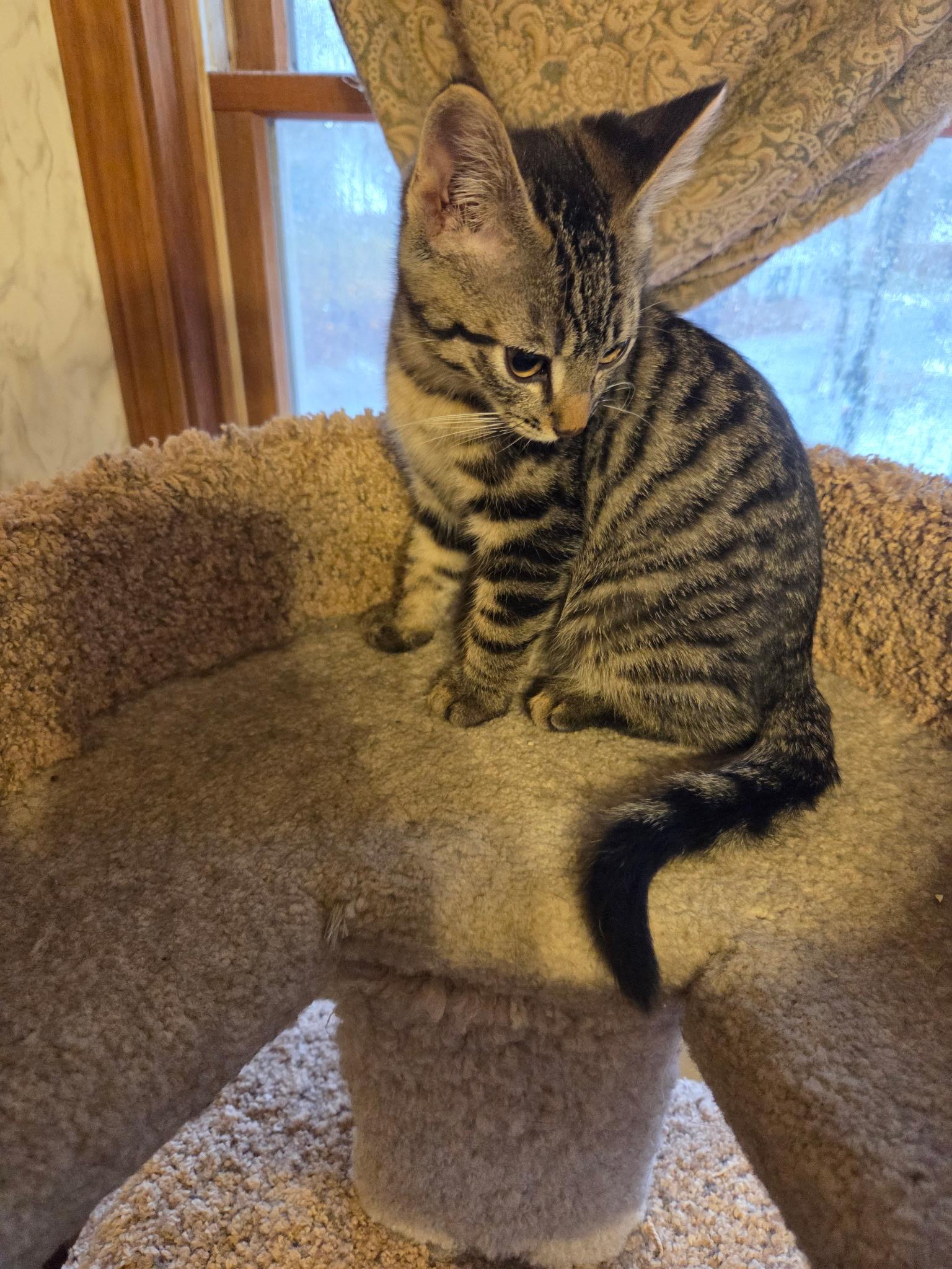 Duke, ADOPTABLE, Kitten Male Domestic Short Hair.