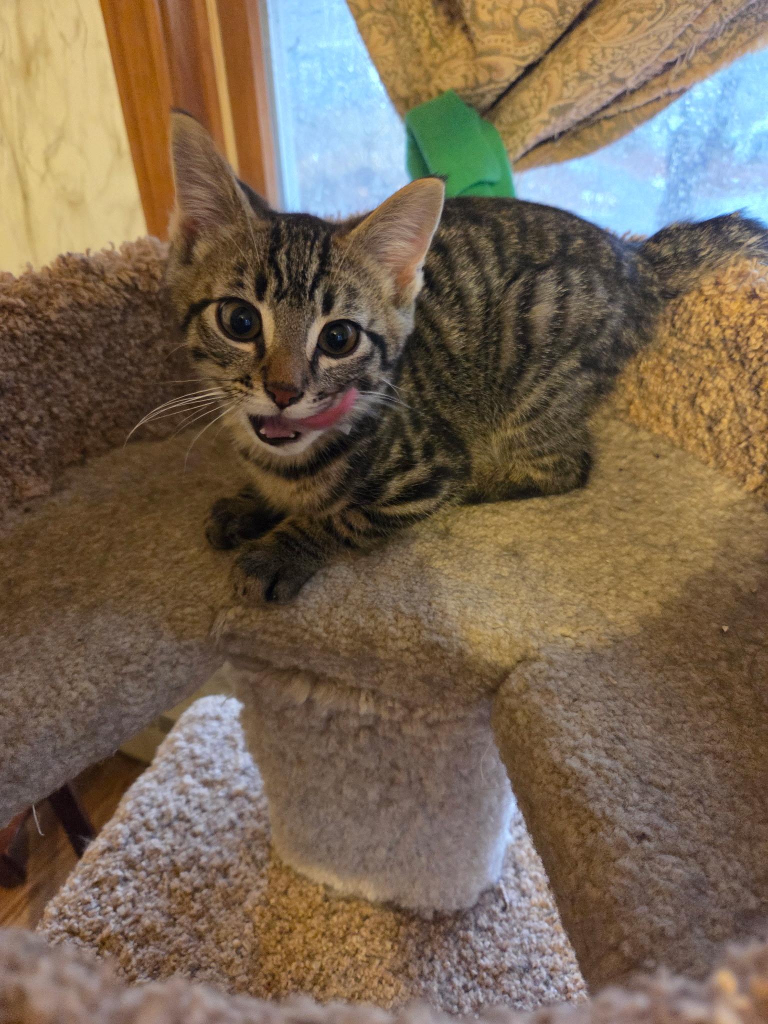 Enlarge Duke, a ADOPTABLE Domestic Short Hair in Topsham, ME image 3/4