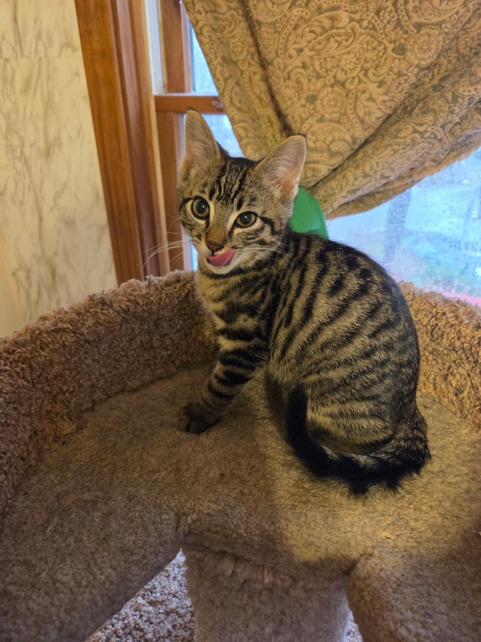 Enlarge Duke, a ADOPTABLE Domestic Short Hair in Topsham, ME image 2/4