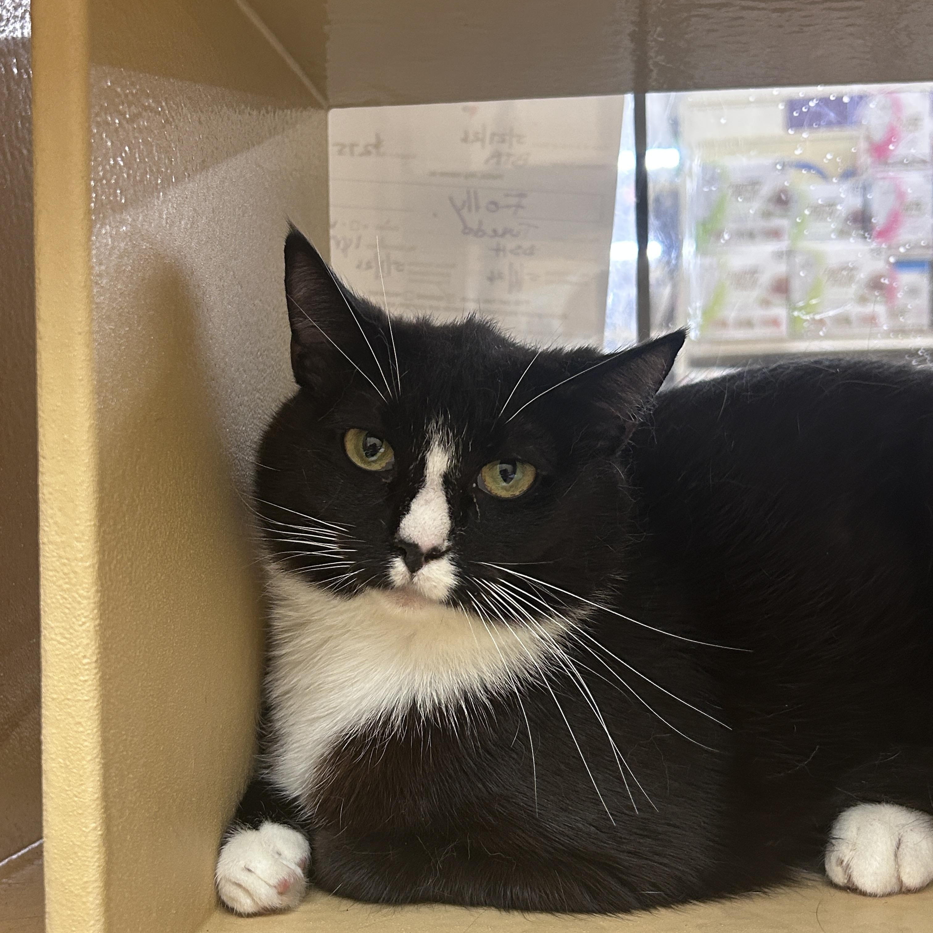 Folly, ADOPTABLE, Young Female Domestic Short Hair.