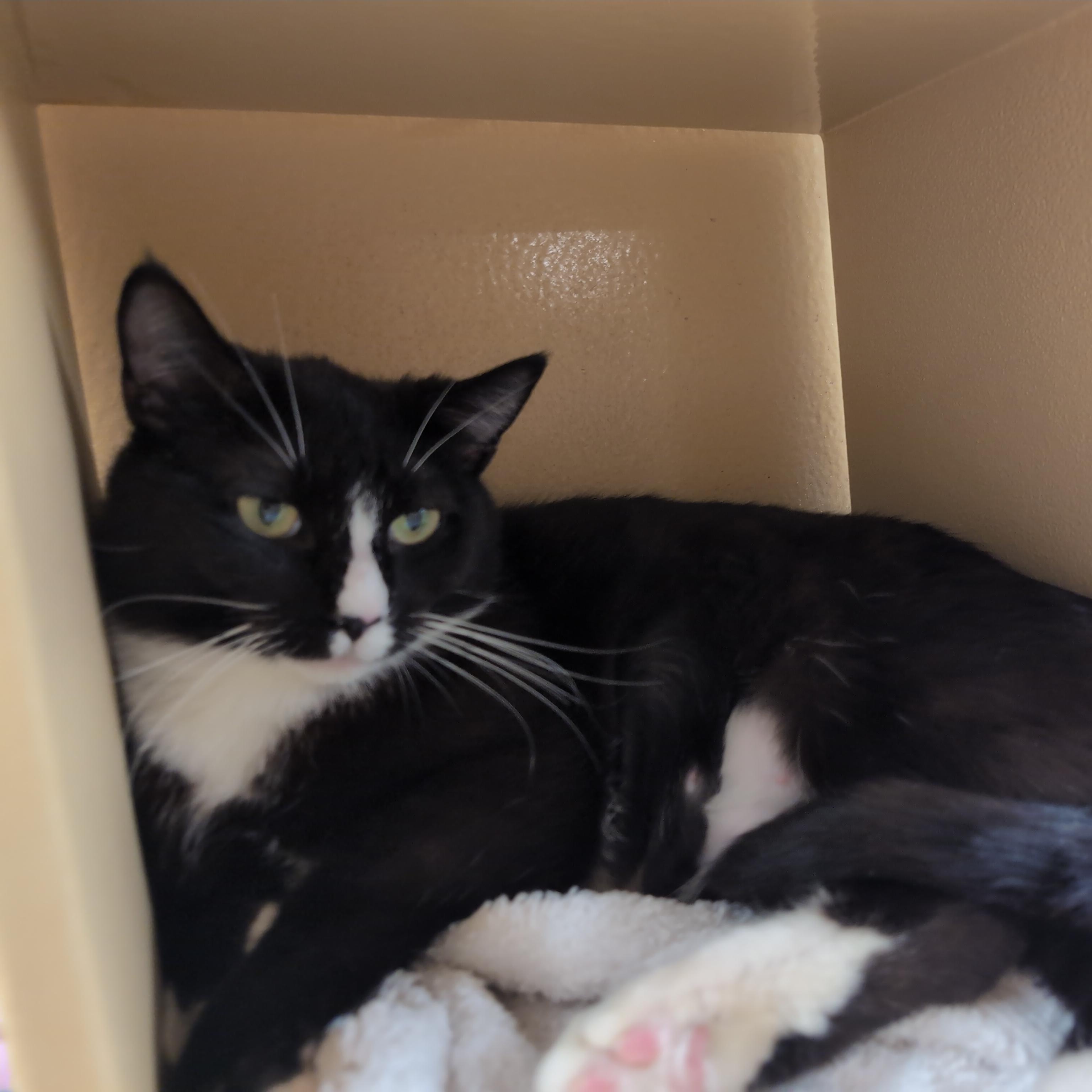 Folly, a ADOPTABLE Domestic Short Hair in Cambridge, MA image 2/6