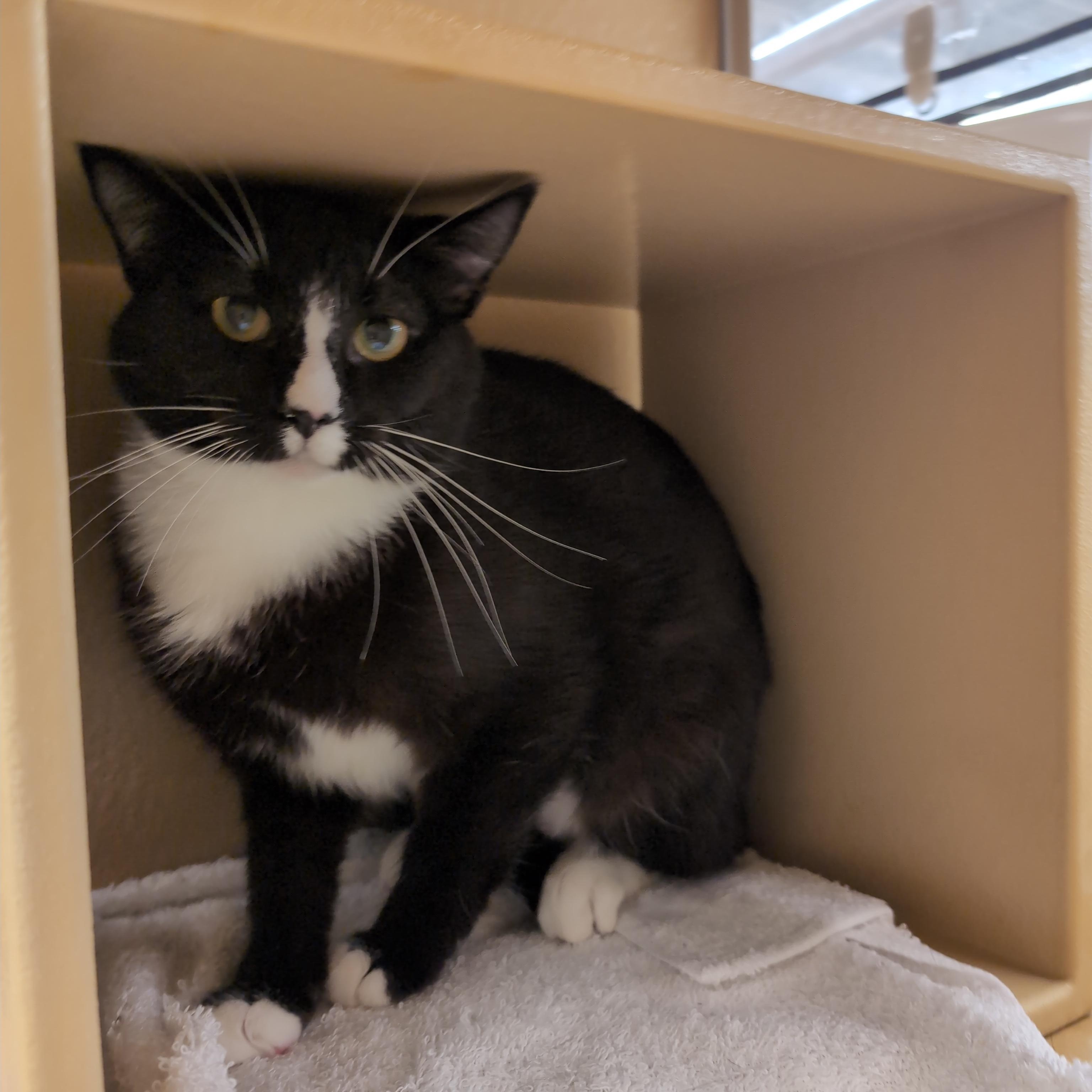 Folly, a ADOPTABLE Domestic Short Hair in Cambridge, MA image 4/6