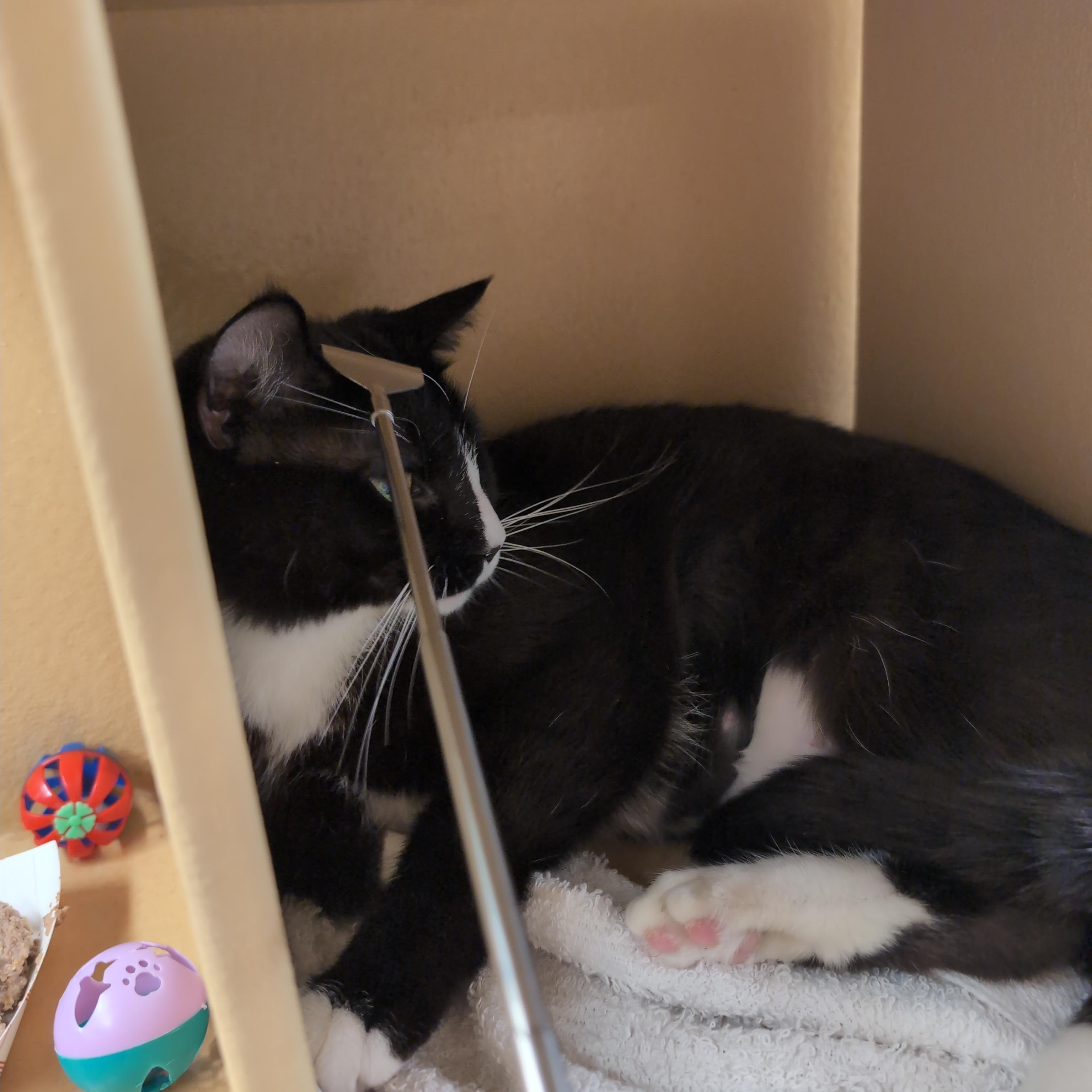 Folly, a ADOPTABLE Domestic Short Hair in Cambridge, MA image 5/6