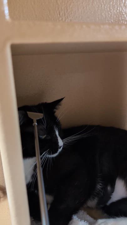 Enlarge Folly, a ADOPTABLE Domestic Short Hair in Cambridge, MA video 6/6