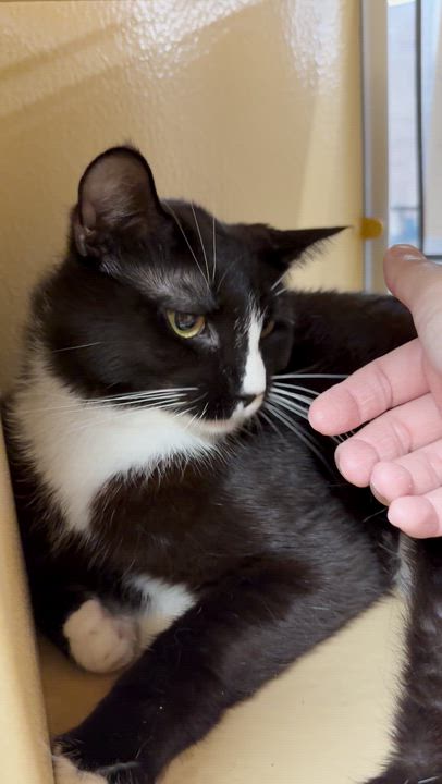 Enlarge Folly, a ADOPTABLE Domestic Short Hair in Cambridge, MA video 3/6