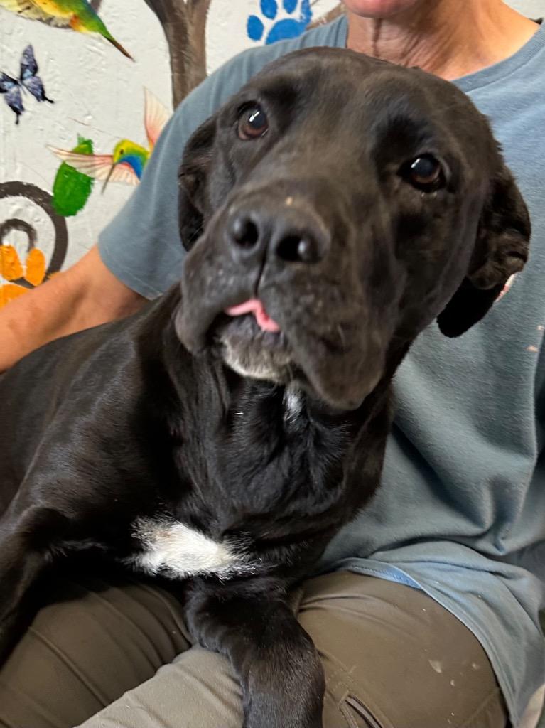 Black Betty 25, Adoptable, Adult Female Labrador Retriever.
