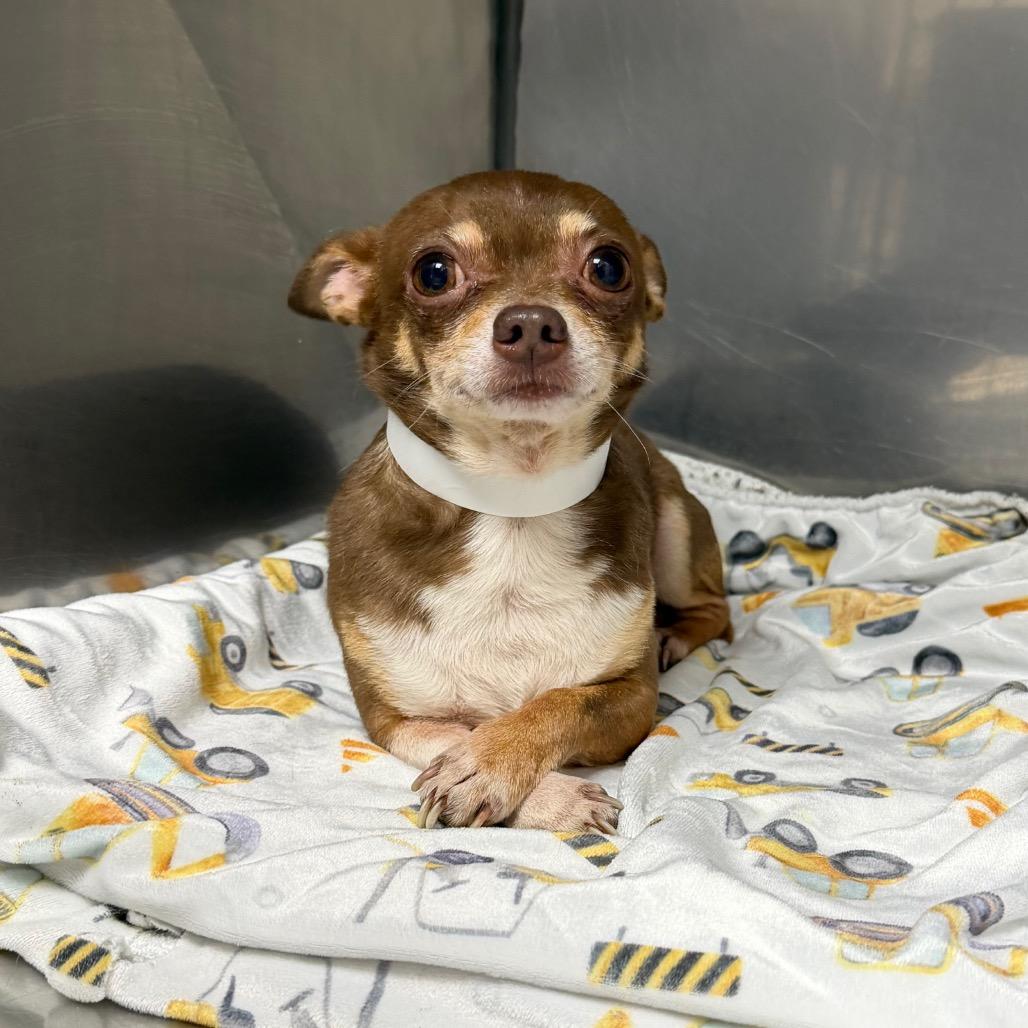 Enlarge Rodger, a Adoptable Chihuahua in Birmingham, AL image 1/1