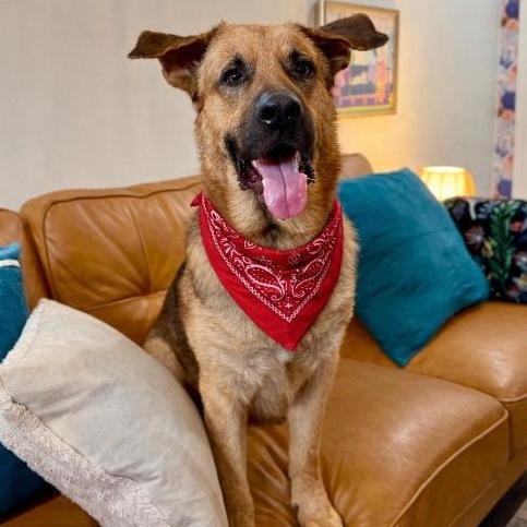 Henry Jo the Sweetheart Shepherd — thumbnail 4