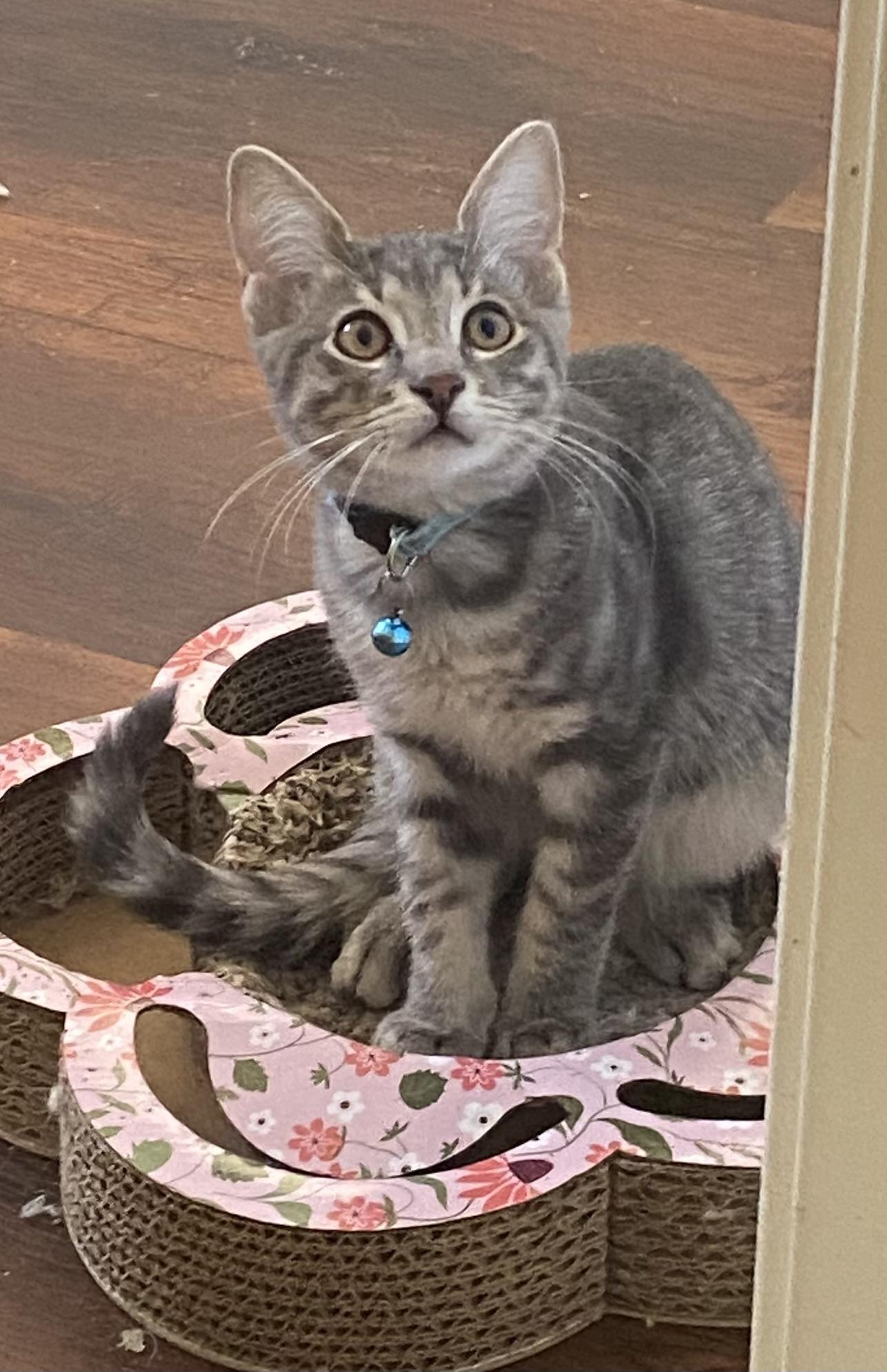 Gus (ed/ao)