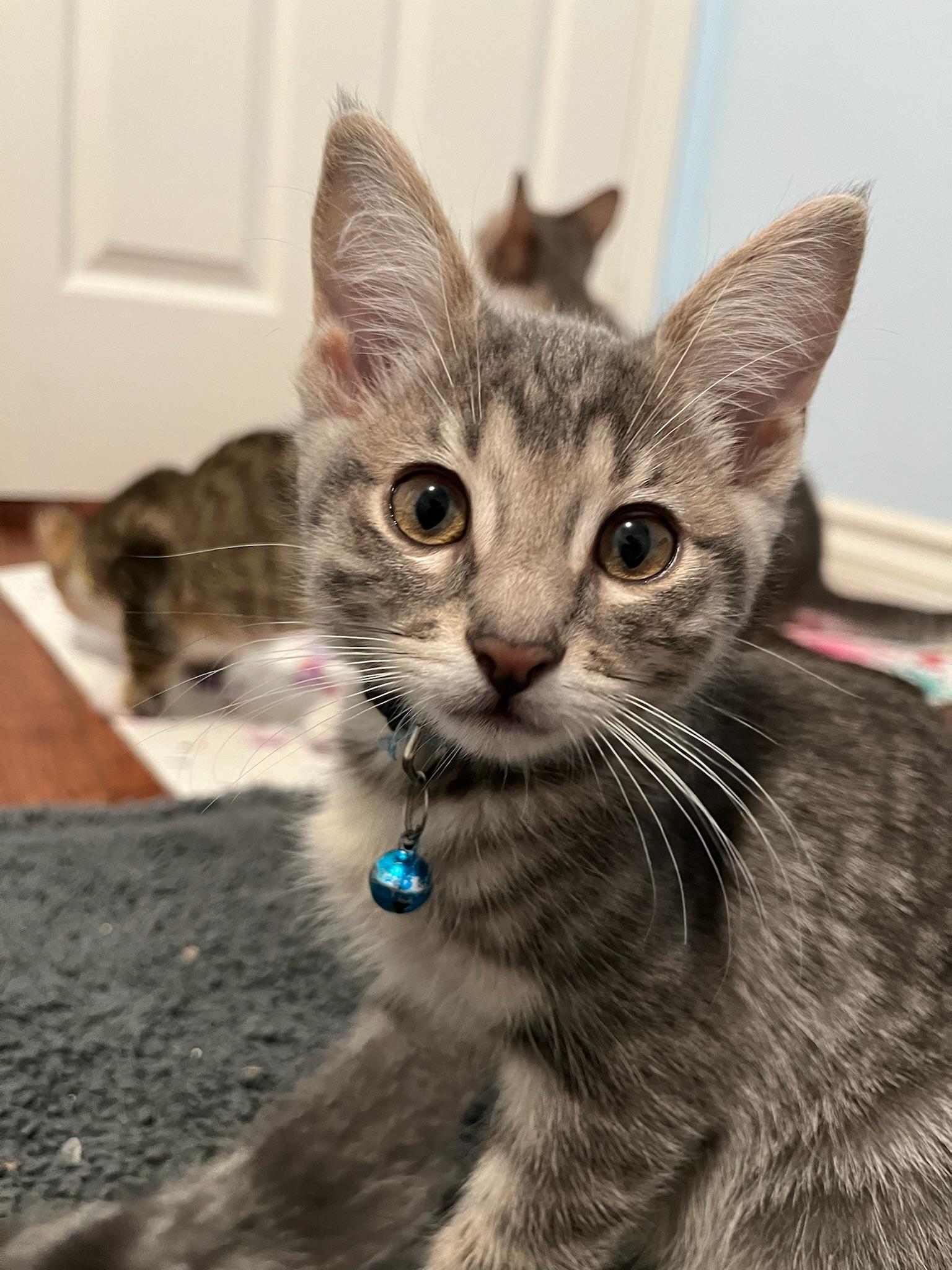 Gus (ed/ao)